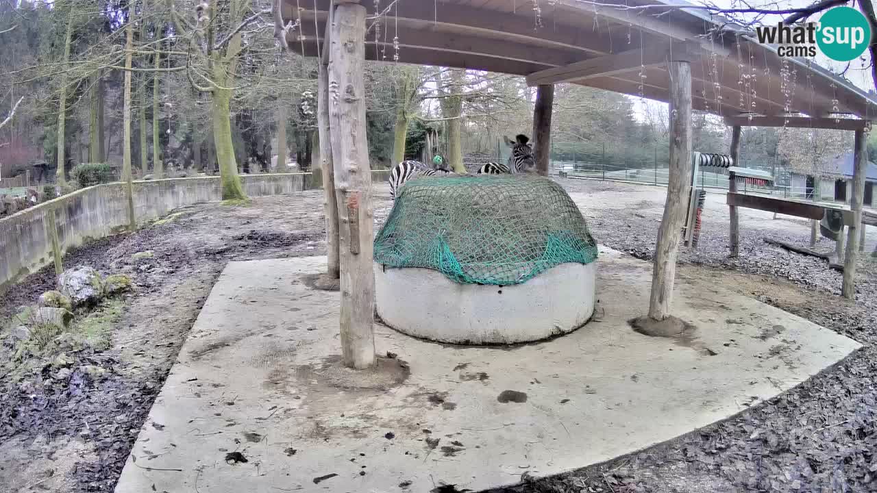 Camera en vivo Cebras in Ljubljana ZOO – Eslovenia