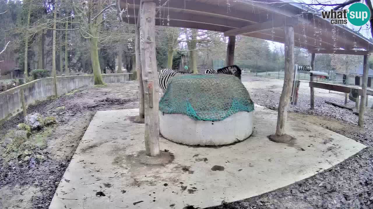 Le Zebre nello ZOO di Ljubljana – Slovenia Live webcam