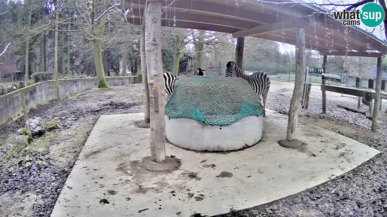 Live webcam Les zèbres in Ljubljana ZOO – Slovénie