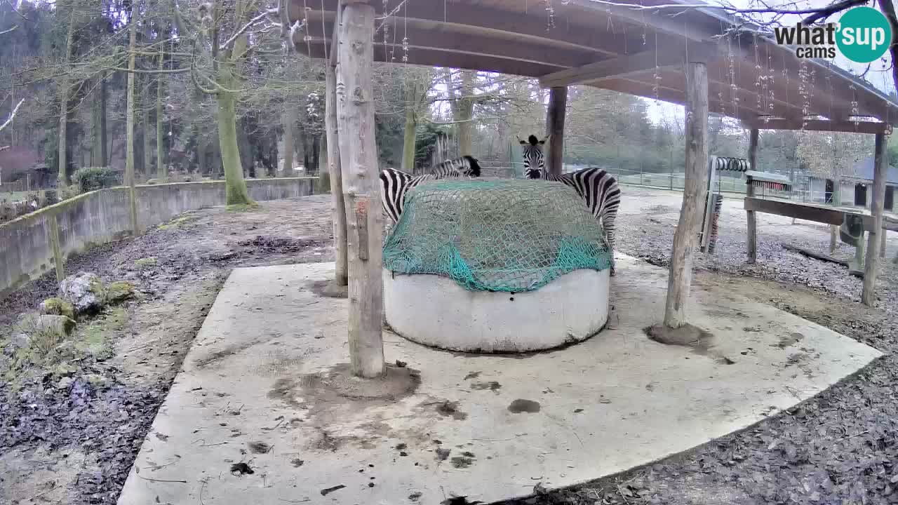 Camera en vivo Cebras in Ljubljana ZOO – Eslovenia