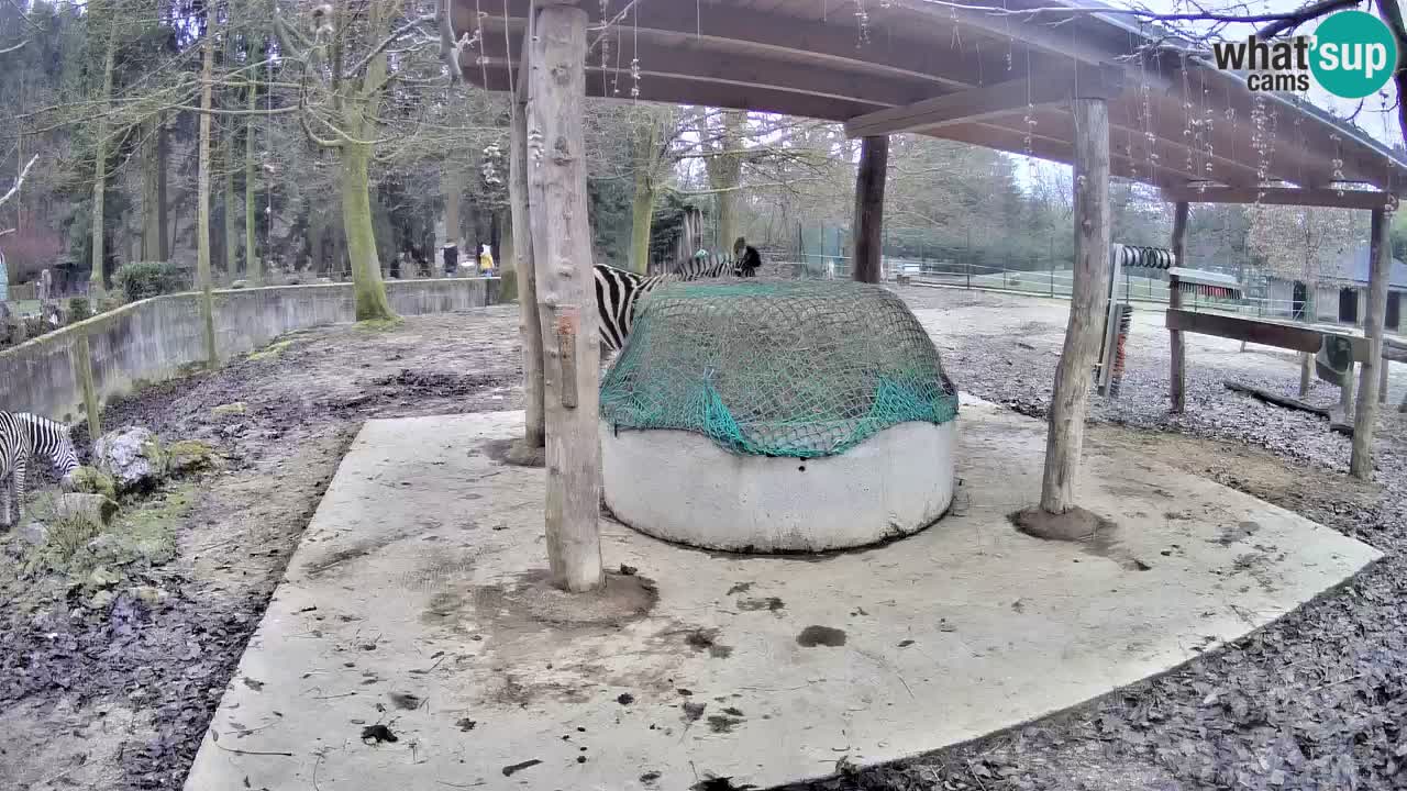 Live Webcam Zebras in Ljubljana ZOO – Slowenien