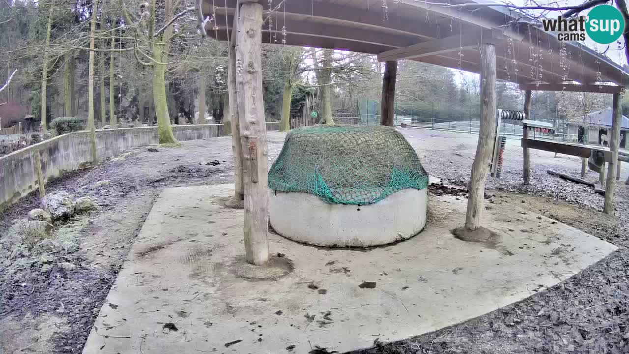 Live webcam Les zèbres in Ljubljana ZOO – Slovénie