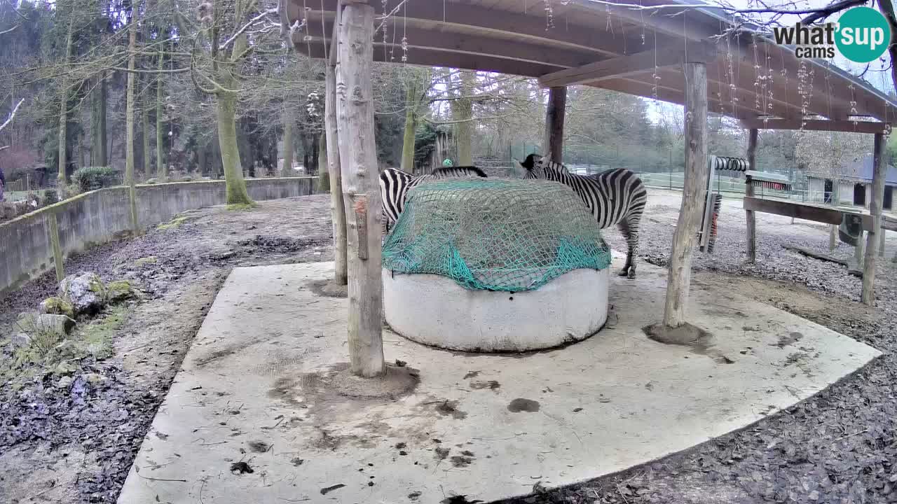 Live webcam Les zèbres in Ljubljana ZOO – Slovénie