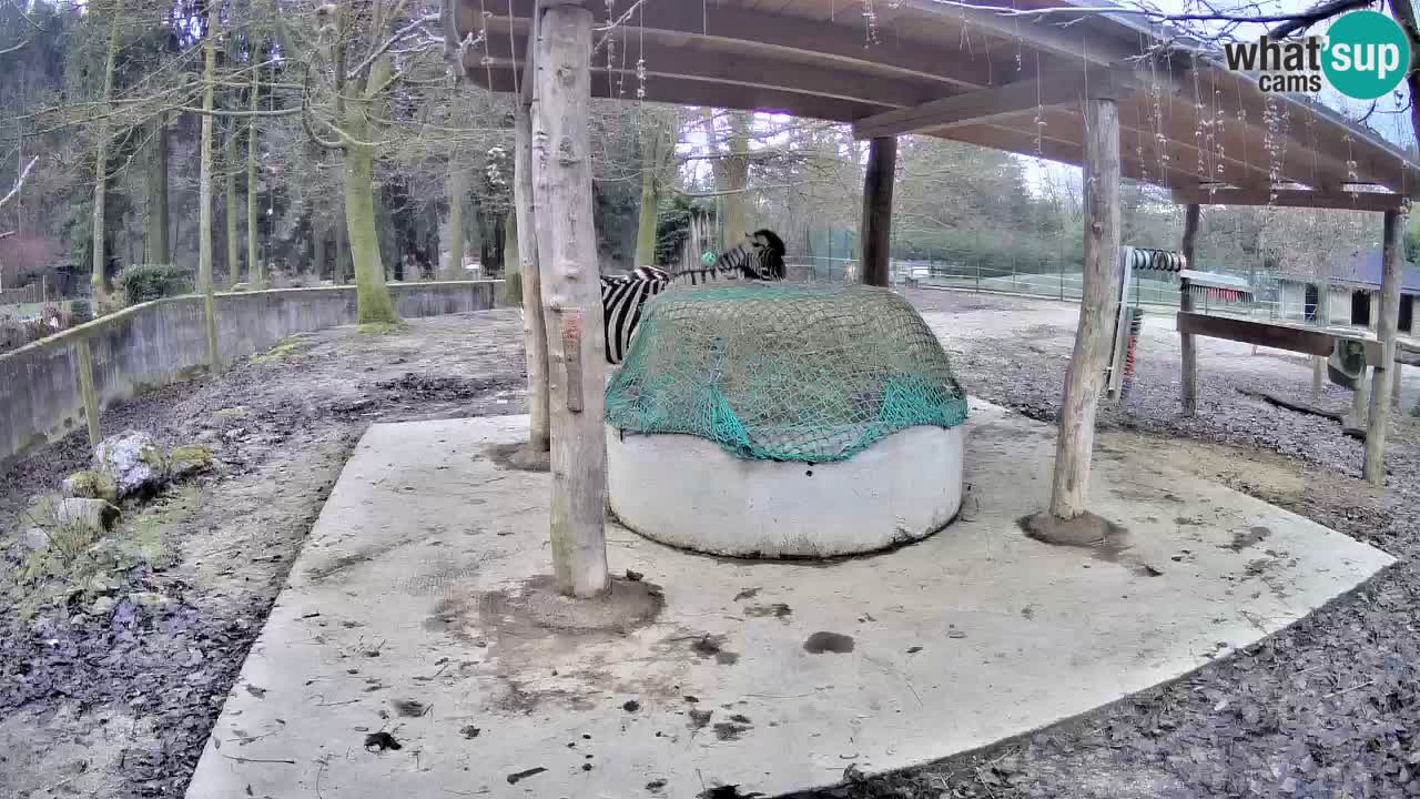 Zebre v živo v živalskem vrtu Ljubljana ZOO spletne kamere