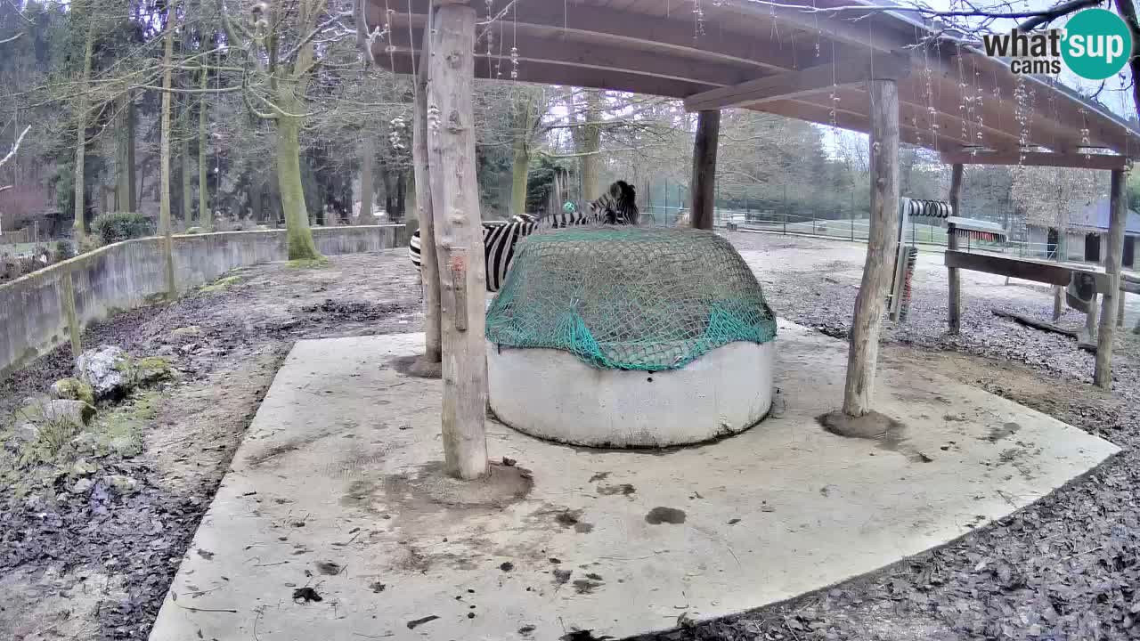 Live webcam Les zèbres in Ljubljana ZOO – Slovénie