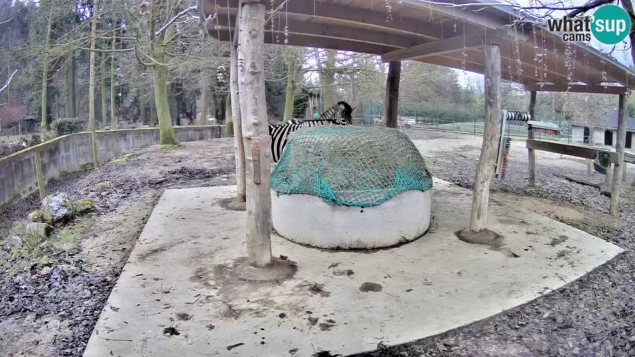 Zebre v živo v živalskem vrtu Ljubljana ZOO spletne kamere