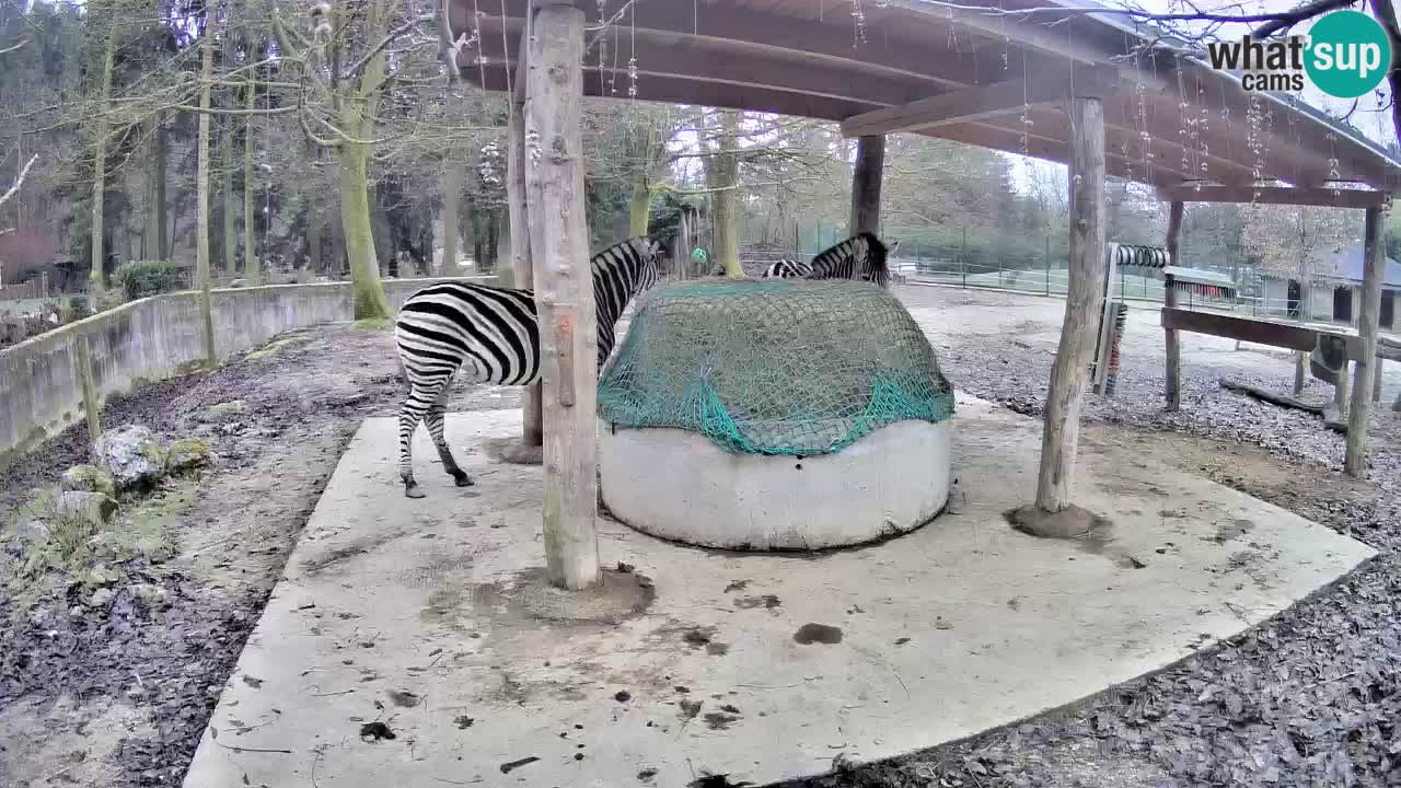 Le Zebre nello ZOO di Ljubljana – Slovenia Live webcam