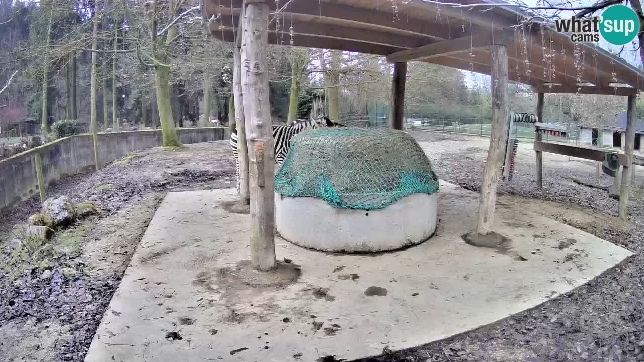 Live Webcam Zebras in Ljubljana ZOO – Slowenien