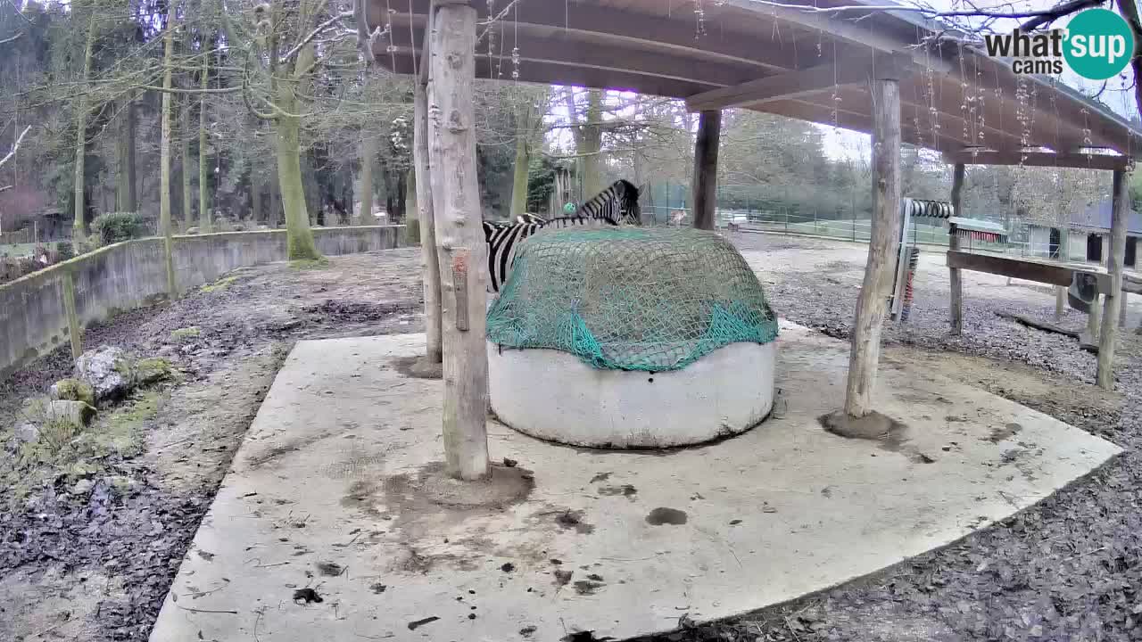 Le Zebre nello ZOO di Ljubljana – Slovenia Live webcam