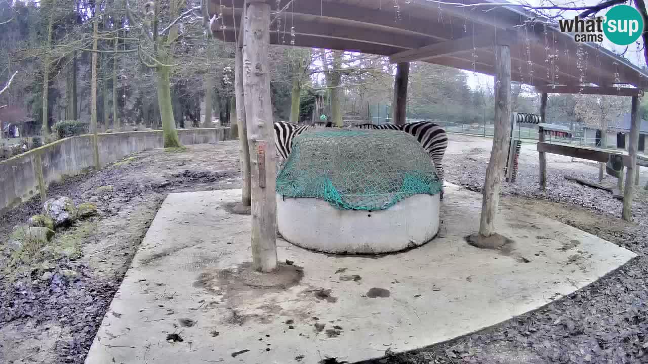 Zebre v živo v živalskem vrtu Ljubljana ZOO spletne kamere