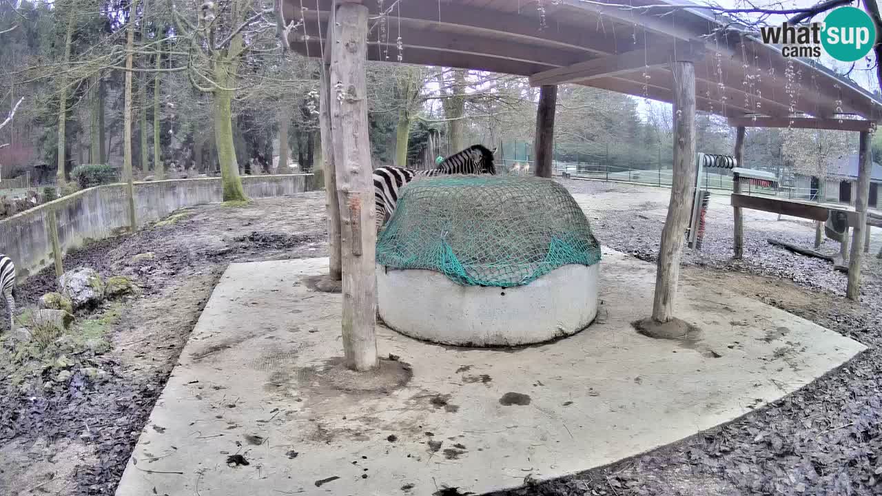 Zebre v živo v živalskem vrtu Ljubljana ZOO spletne kamere