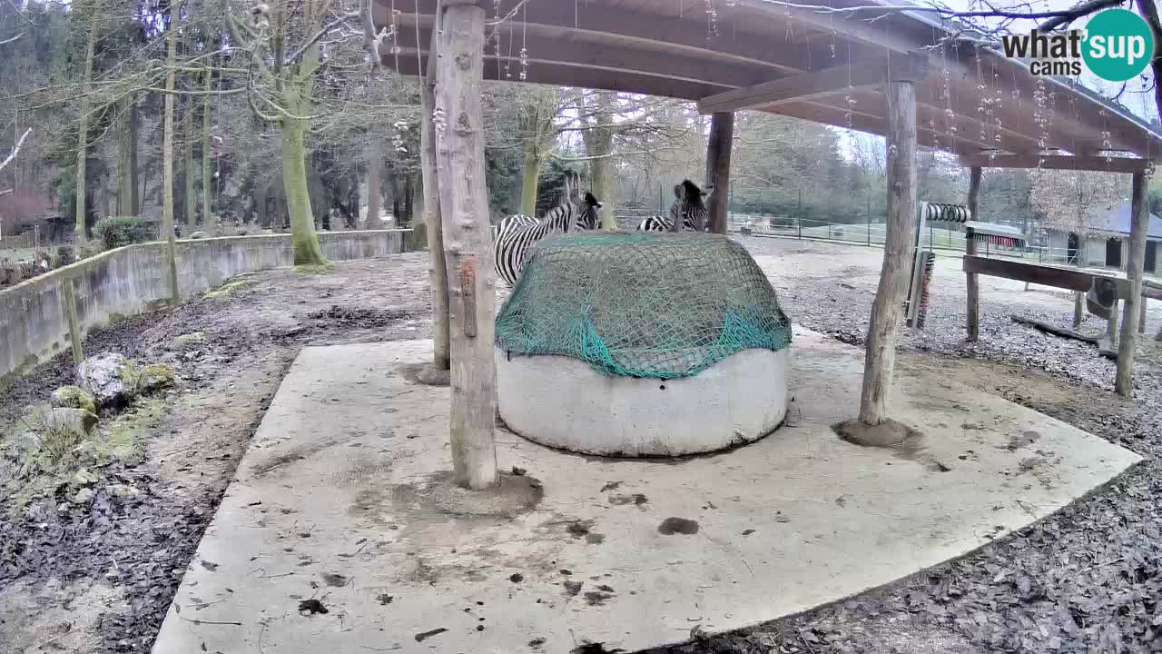 Zebre v živo v živalskem vrtu Ljubljana ZOO spletne kamere