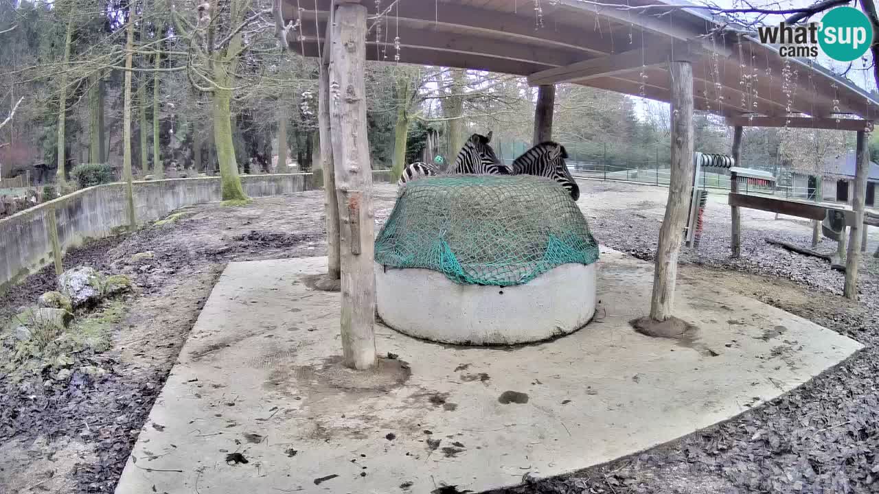 Zebre v živo v živalskem vrtu Ljubljana ZOO spletne kamere