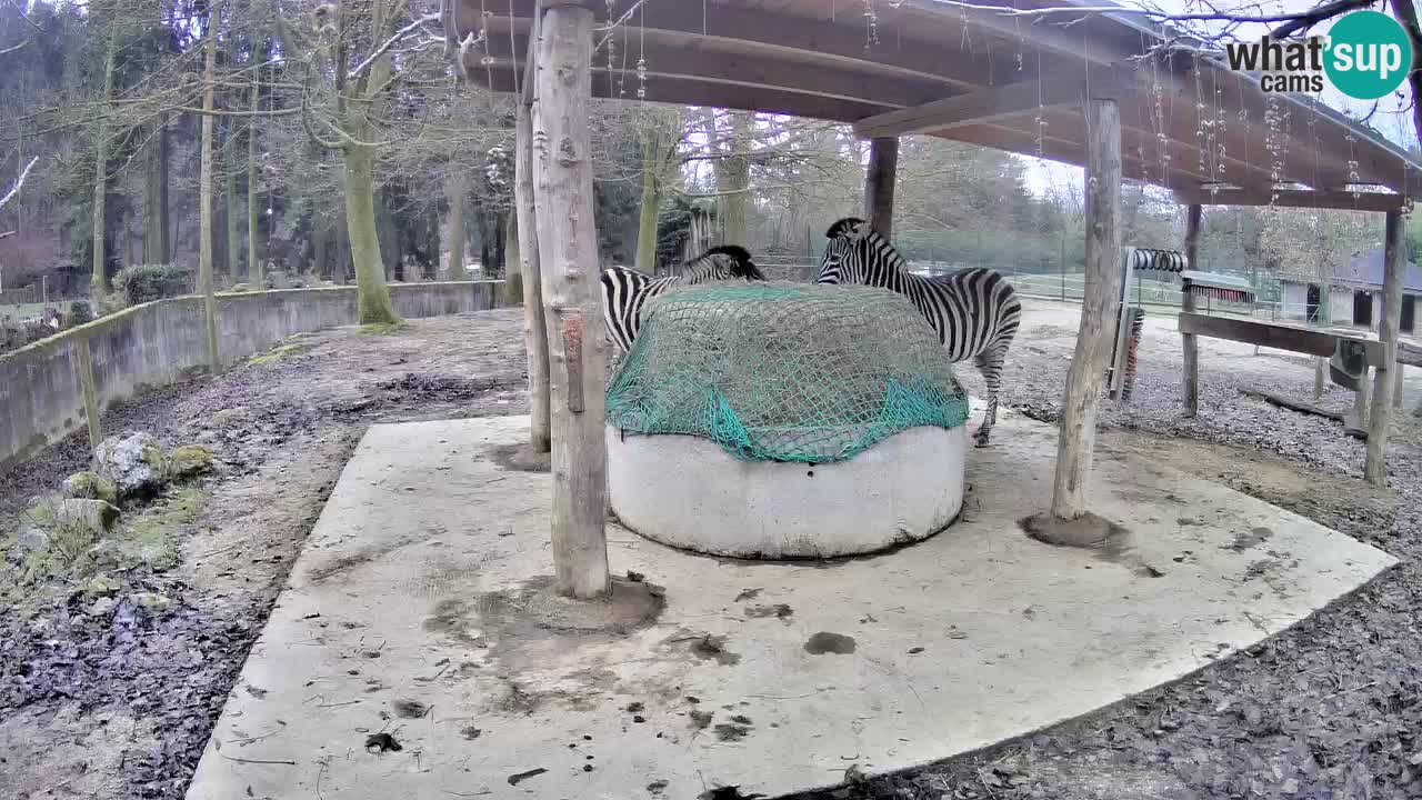 Zebre v živo v živalskem vrtu Ljubljana ZOO spletne kamere