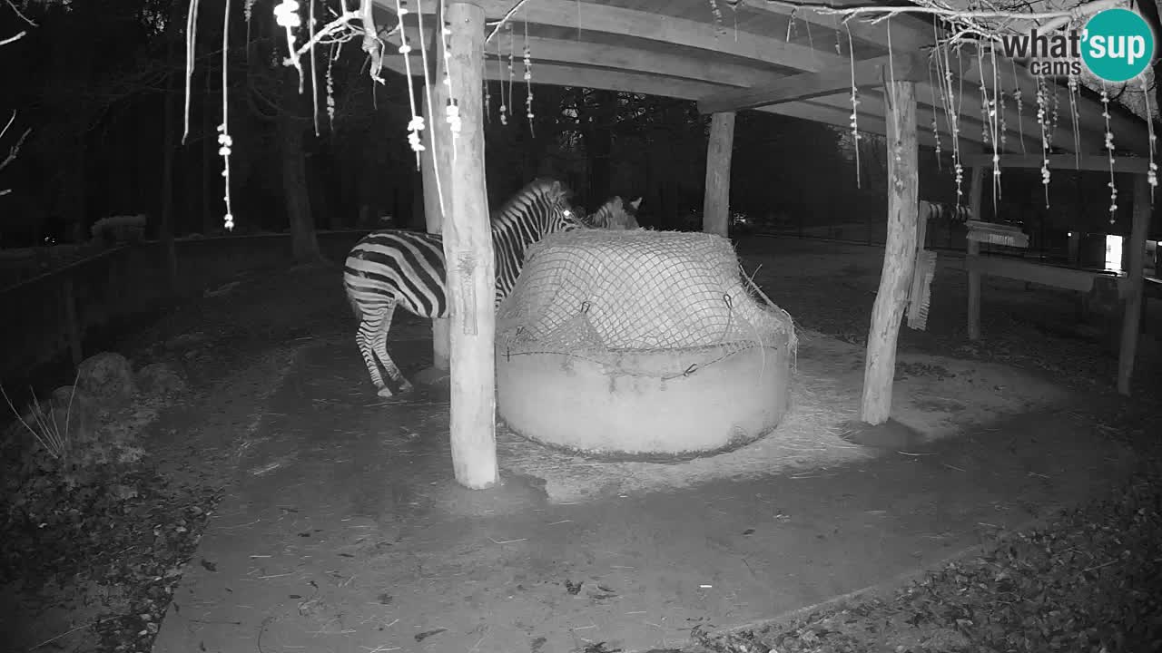 Live webcam Les zèbres in Ljubljana ZOO – Slovénie