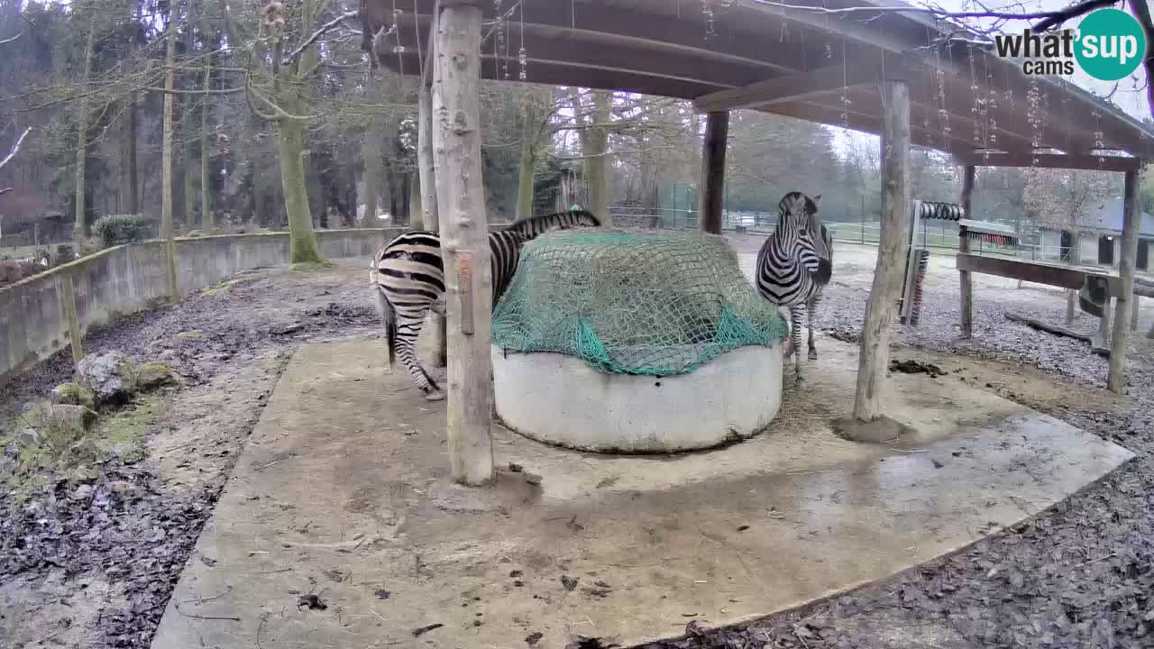 Live Webcam Zebras in Ljubljana ZOO – Slowenien