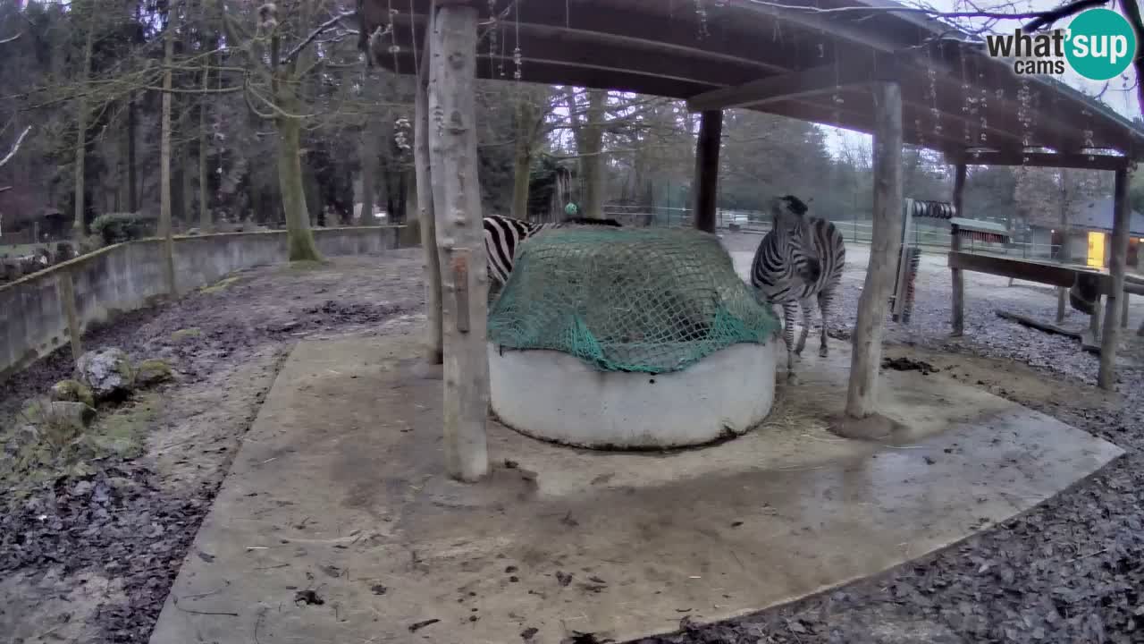 Live webcam Zebras in Ljubljana ZOO – Slovenia