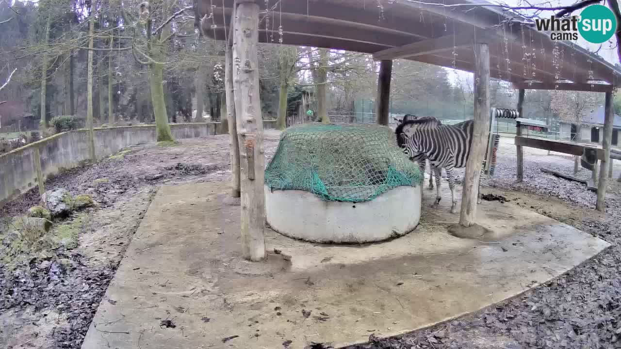 Le Zebre nello ZOO di Ljubljana – Slovenia Live webcam