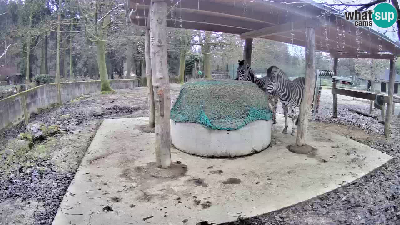 Camera en vivo Cebras in Ljubljana ZOO – Eslovenia