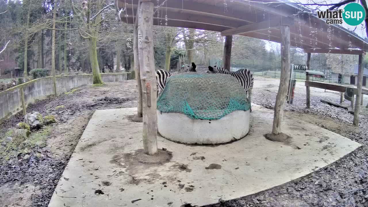 Web kamera uživo Zebras u ZOO Ljubljana – Slovenija