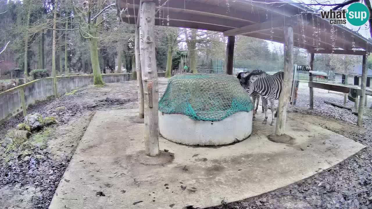 Zebre v živo v živalskem vrtu Ljubljana ZOO spletne kamere