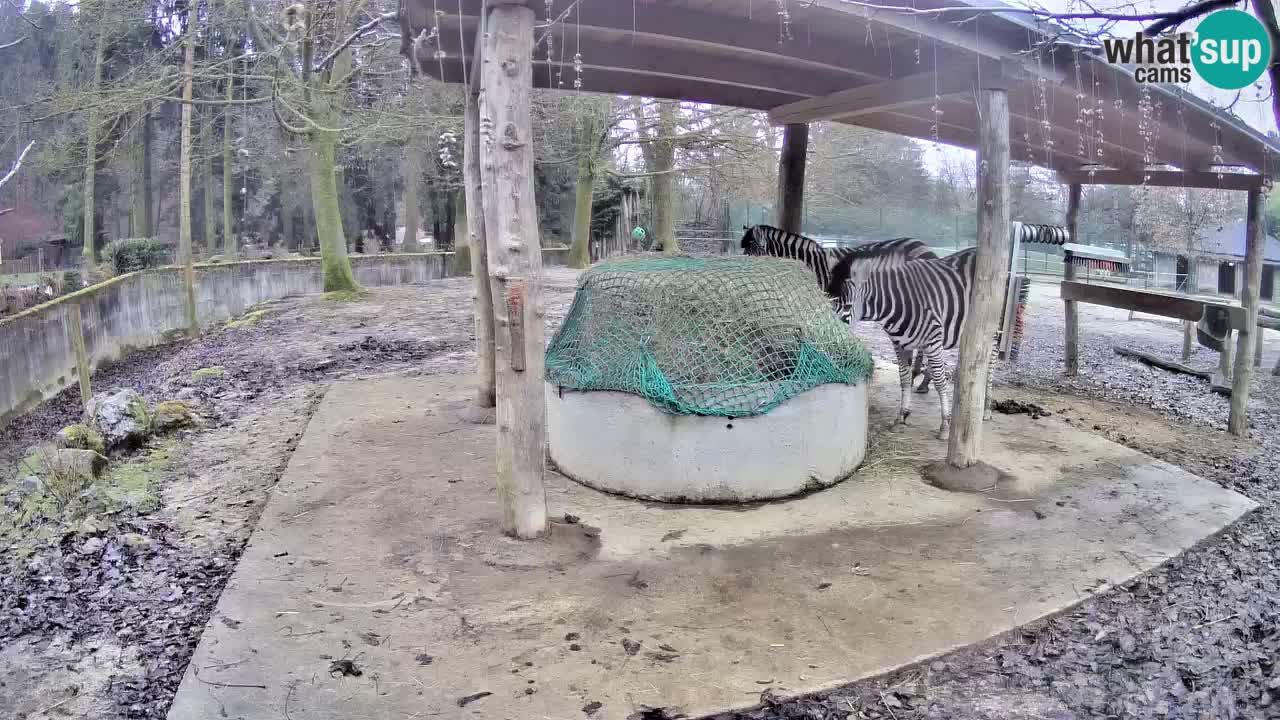 Camera en vivo Cebras in Ljubljana ZOO – Eslovenia