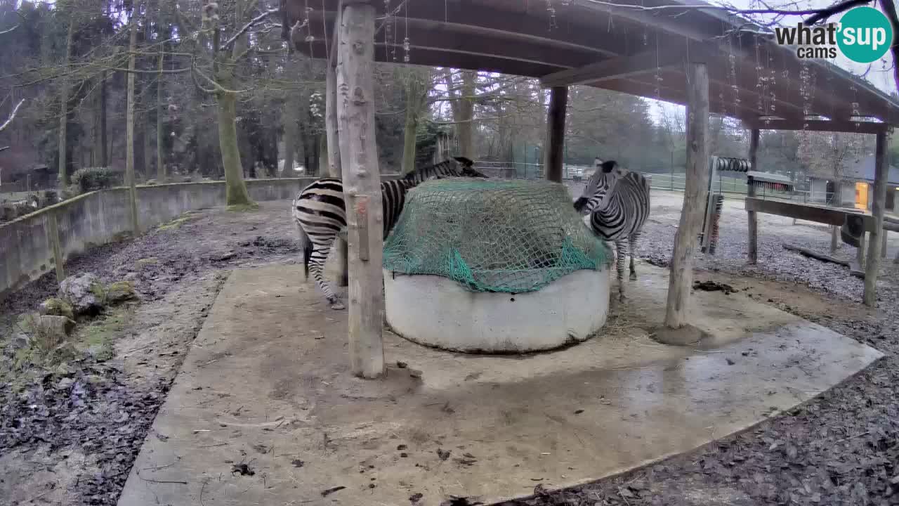 Camera en vivo Cebras in Ljubljana ZOO – Eslovenia