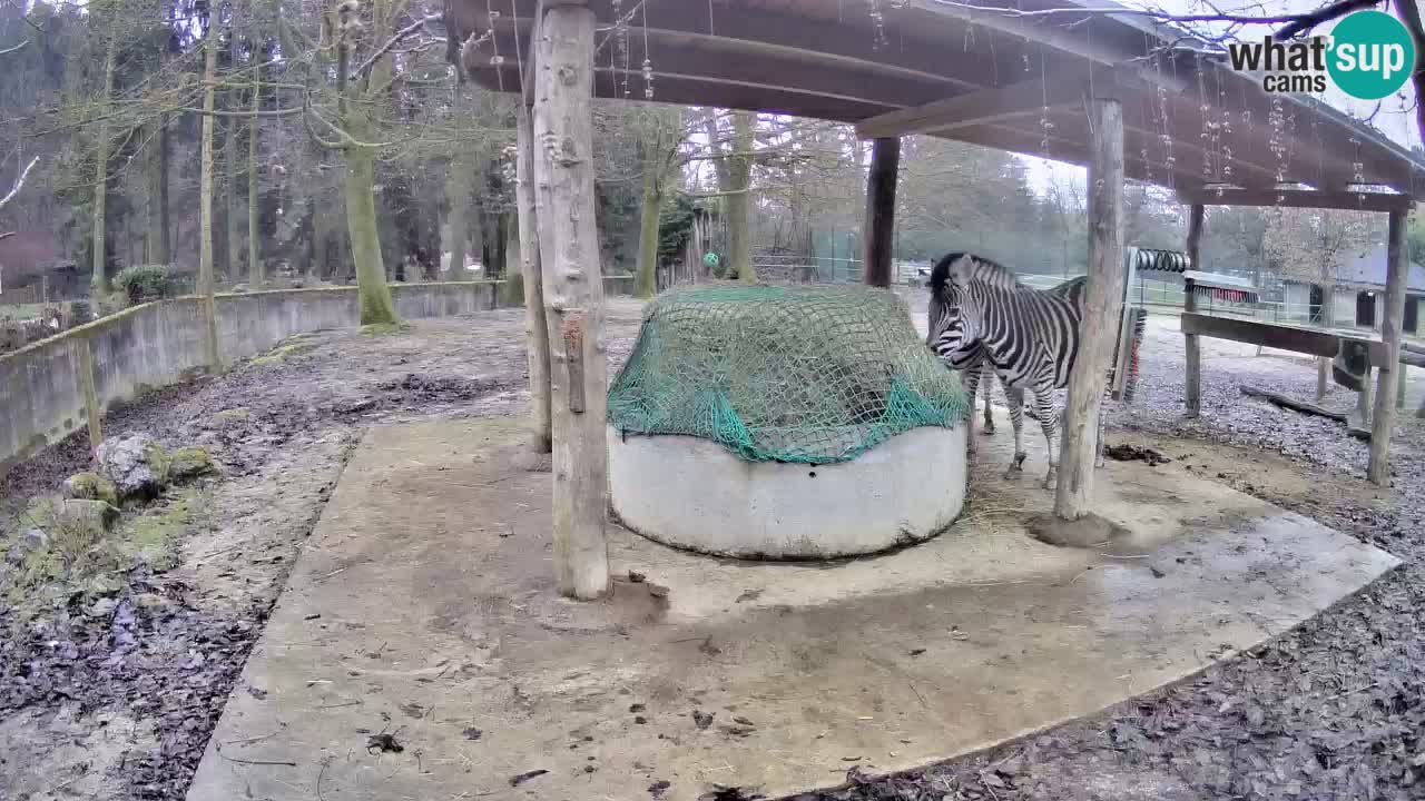 Le Zebre nello ZOO di Ljubljana – Slovenia Live webcam