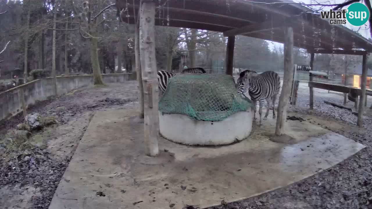 Le Zebre nello ZOO di Ljubljana – Slovenia Live webcam