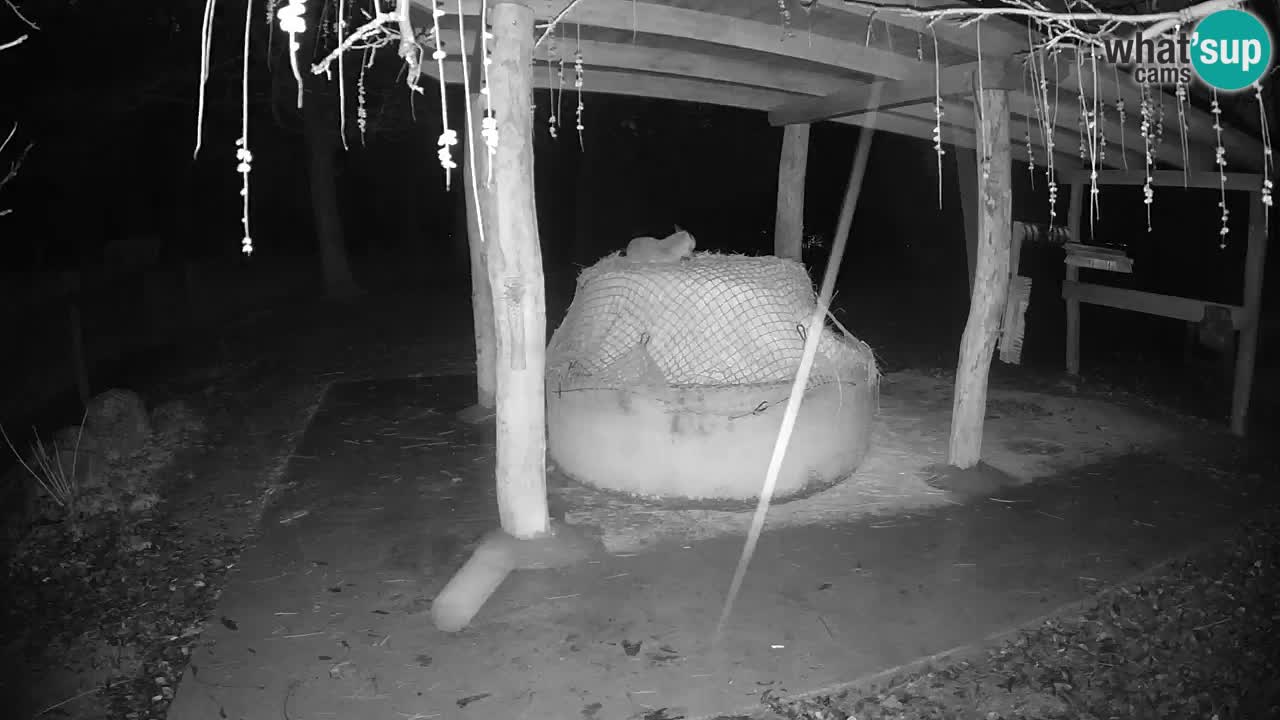 Live webcam Les zèbres in Ljubljana ZOO – Slovénie