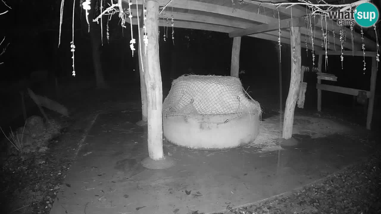 Live webcam Les zèbres in Ljubljana ZOO – Slovénie