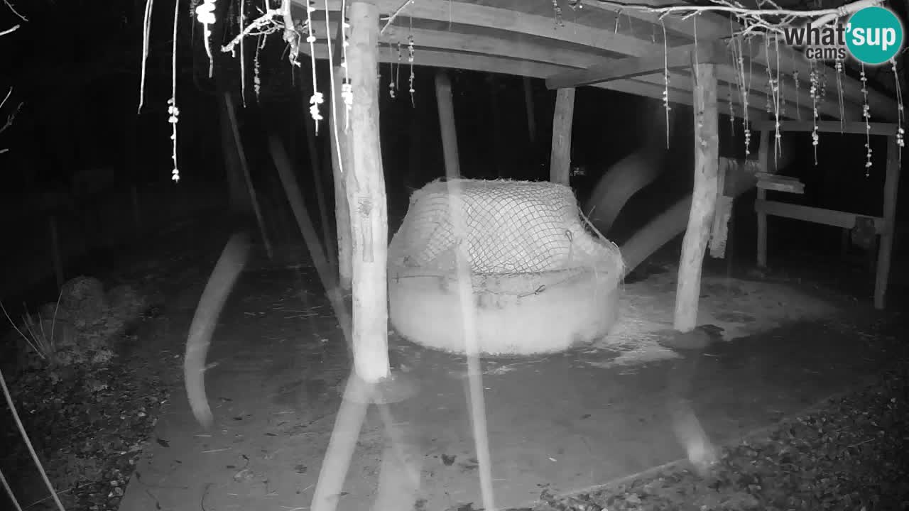 Live webcam Les zèbres in Ljubljana ZOO – Slovénie