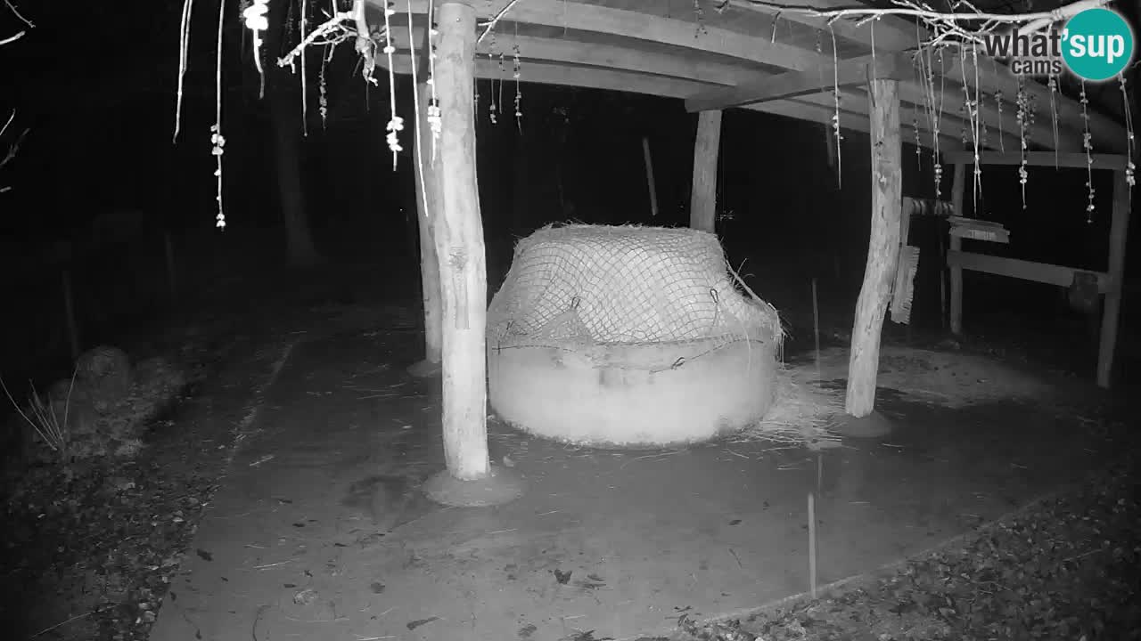 Live webcam Les zèbres in Ljubljana ZOO – Slovénie