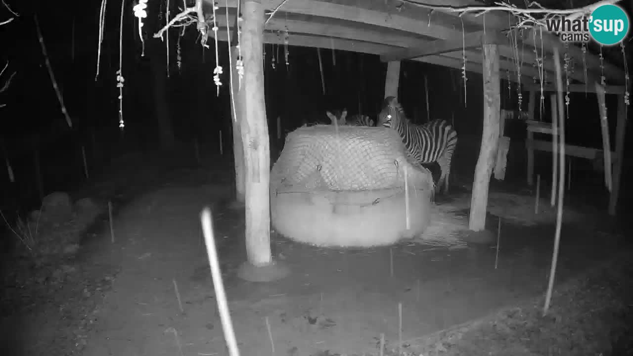 Le Zebre nello ZOO di Ljubljana – Slovenia Live webcam