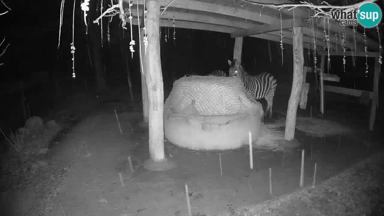 Live webcam Zebras in Ljubljana ZOO – Slovenia