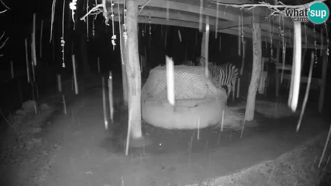 Live webcam Les zèbres in Ljubljana ZOO – Slovénie