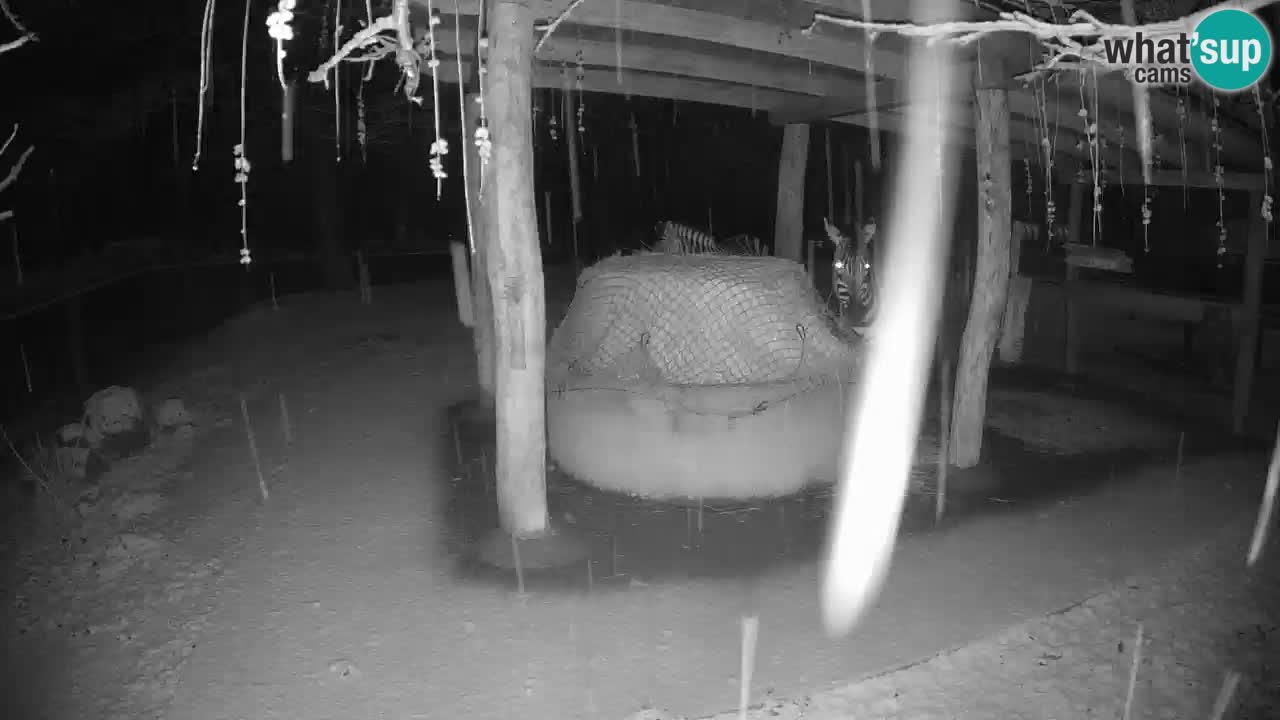 Live webcam Les zèbres in Ljubljana ZOO – Slovénie