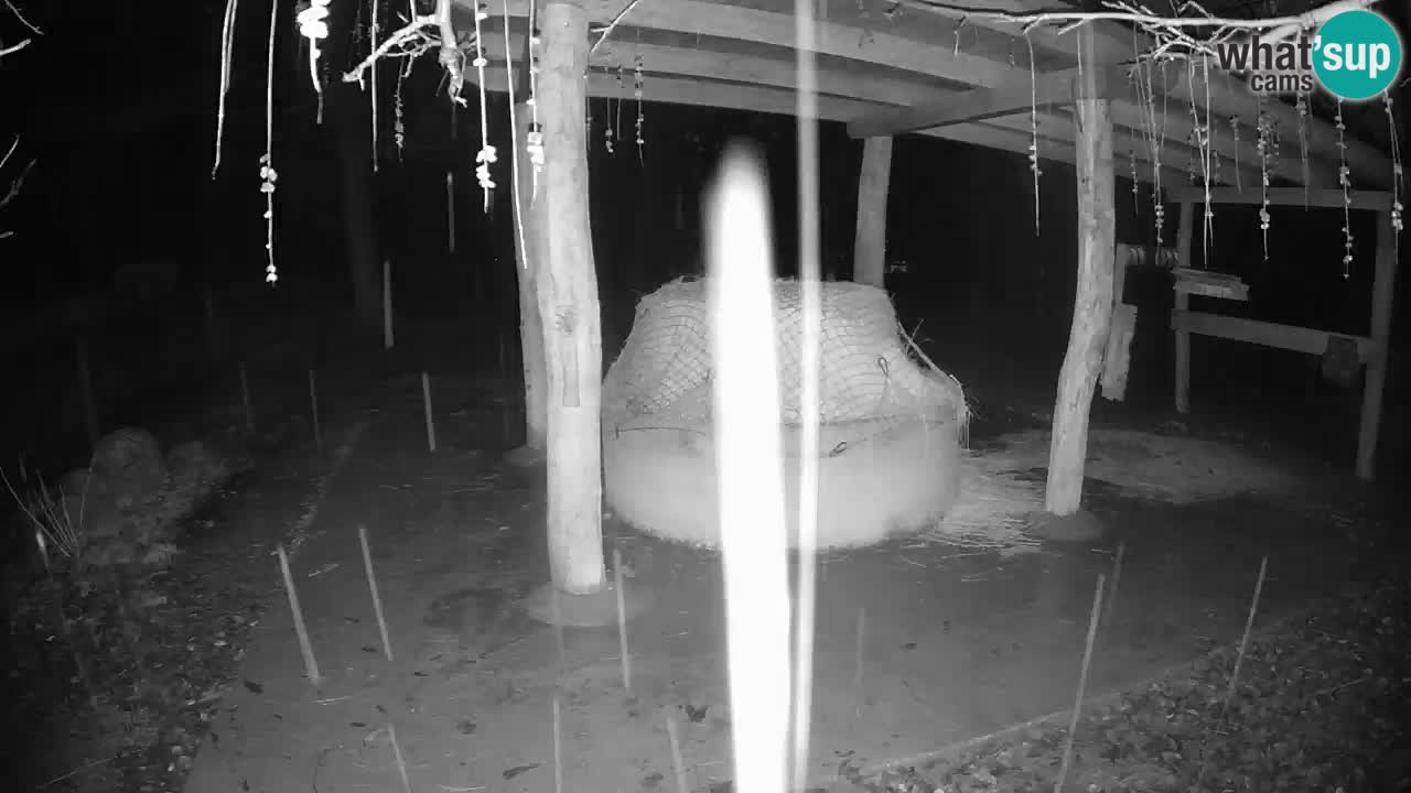 Live webcam Les zèbres in Ljubljana ZOO – Slovénie