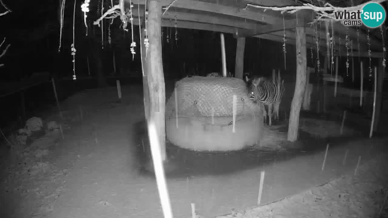 Live webcam Les zèbres in Ljubljana ZOO – Slovénie