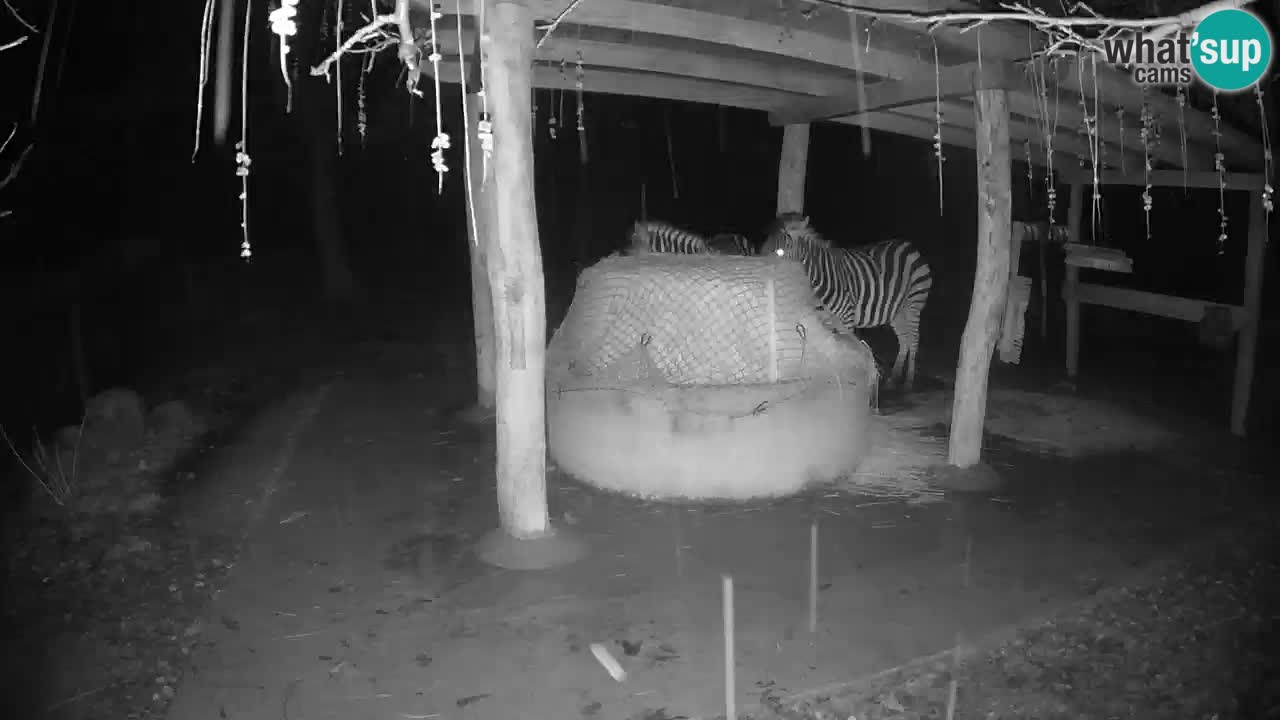 Live webcam Les zèbres in Ljubljana ZOO – Slovénie