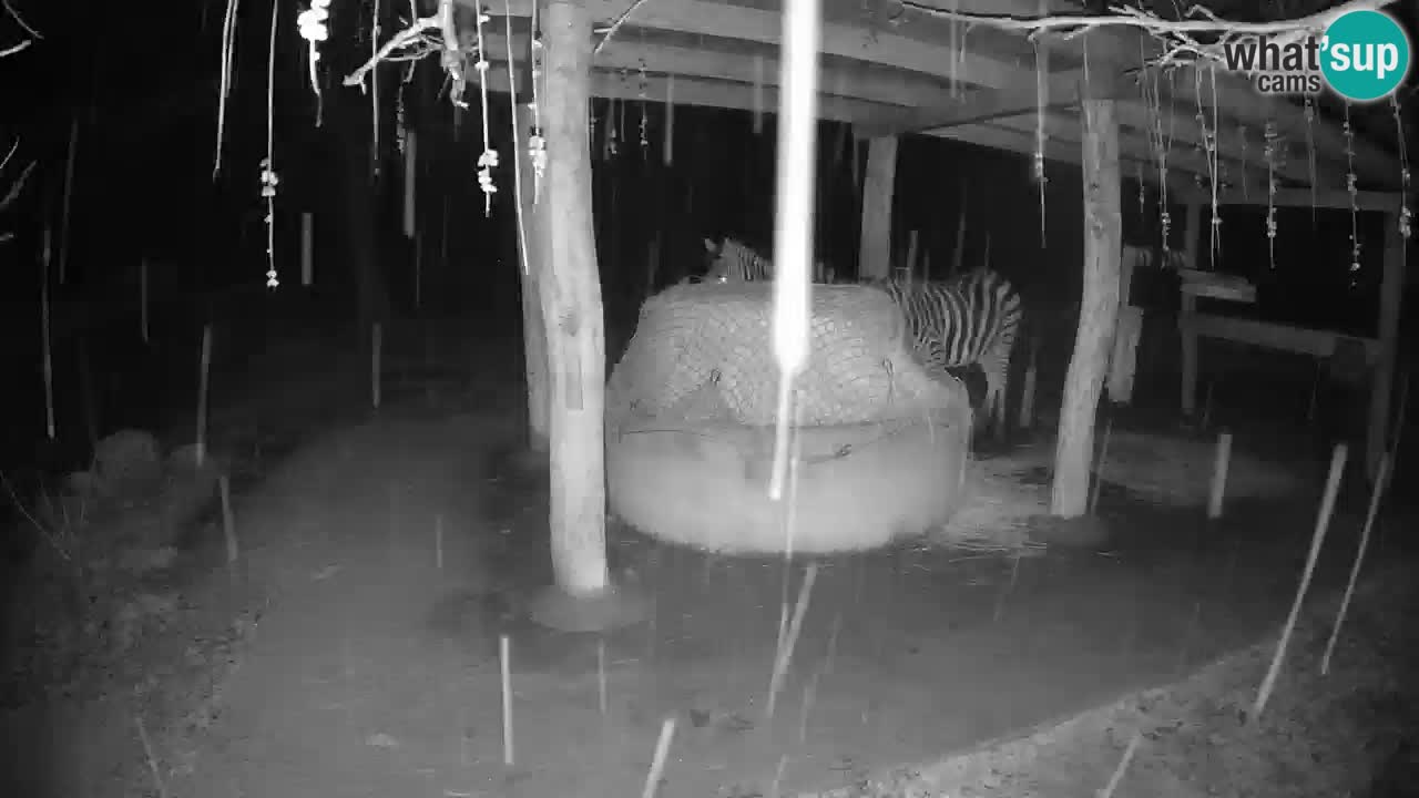 Le Zebre nello ZOO di Ljubljana – Slovenia Live webcam