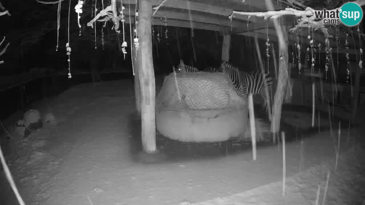 Live webcam Zebras in Ljubljana ZOO – Slovenia