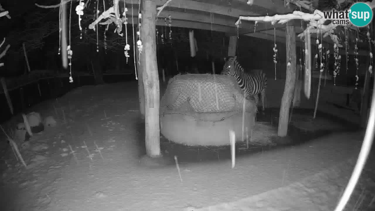 Live webcam Les zèbres in Ljubljana ZOO – Slovénie