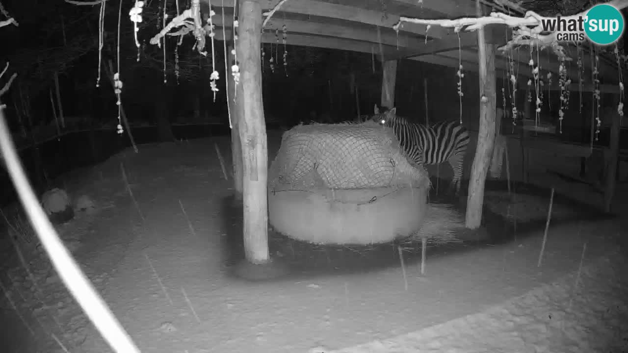 Live webcam Zebras in Ljubljana ZOO – Slovenia