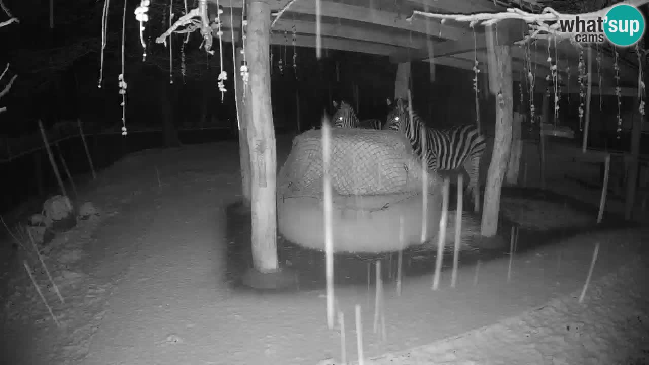 Zebre v živo v živalskem vrtu Ljubljana ZOO spletne kamere