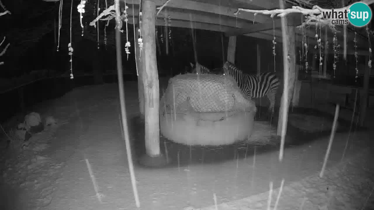 Live webcam Zebras in Ljubljana ZOO – Slovenia