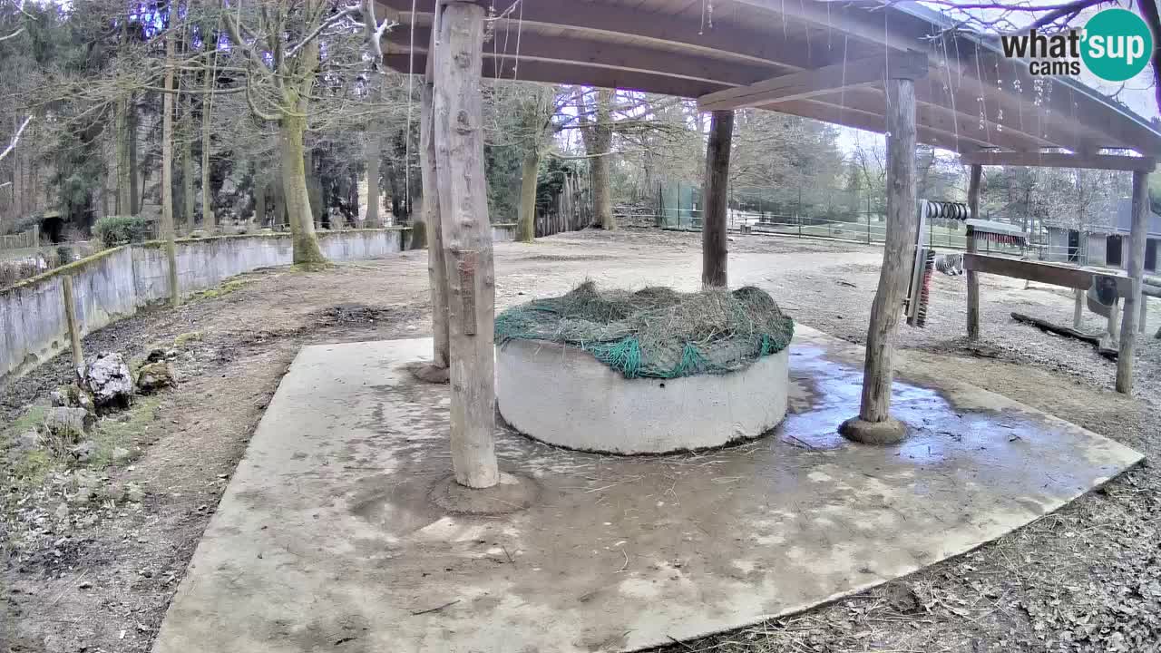 Le Zebre nello ZOO di Ljubljana – Slovenia Live webcam