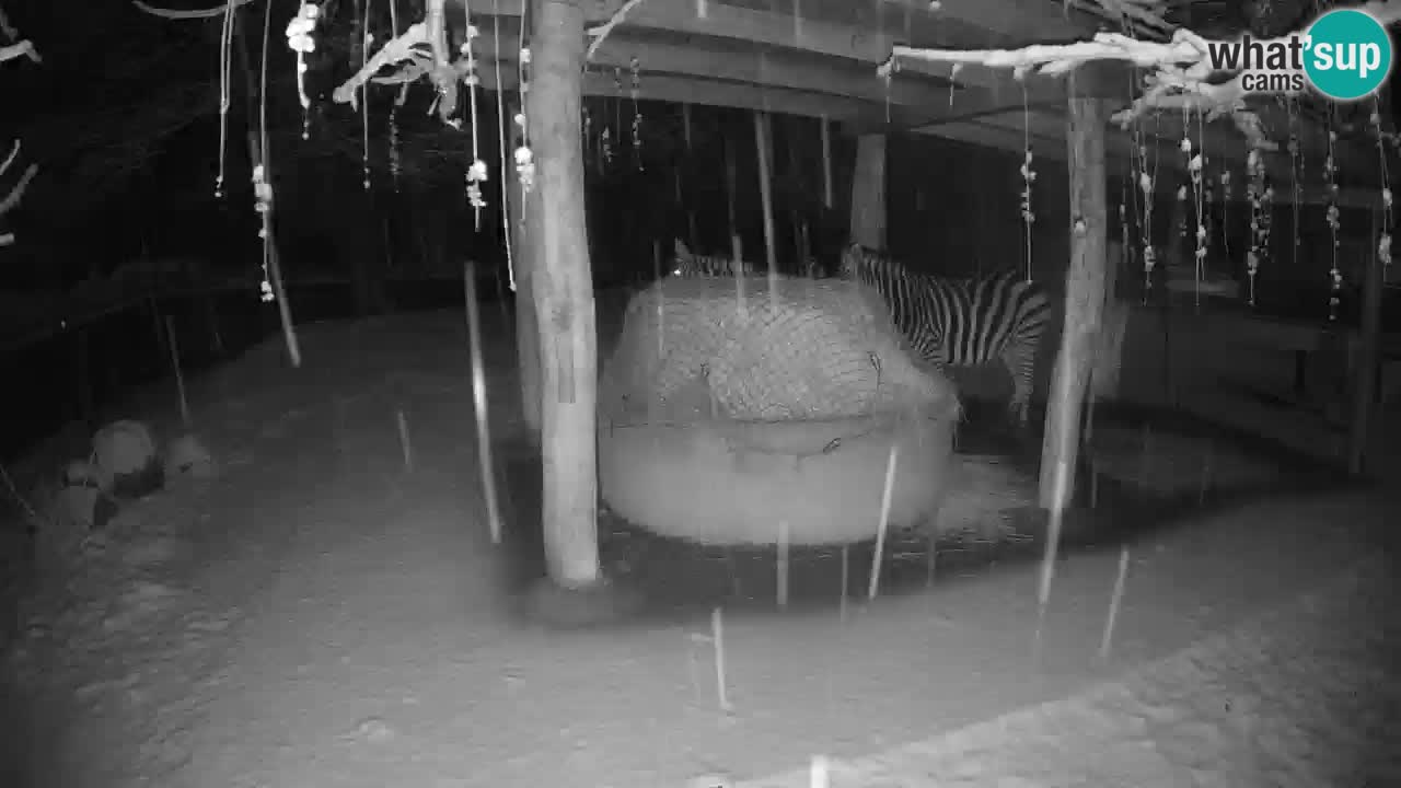 Web kamera uživo Zebras u ZOO Ljubljana – Slovenija