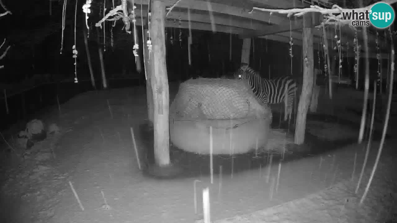 Le Zebre nello ZOO di Ljubljana – Slovenia Live webcam