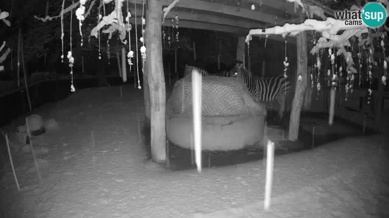 Le Zebre nello ZOO di Ljubljana – Slovenia Live webcam